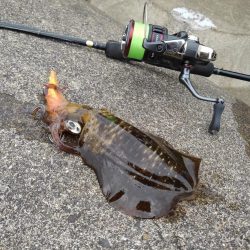 アオリイカ釣り放題！